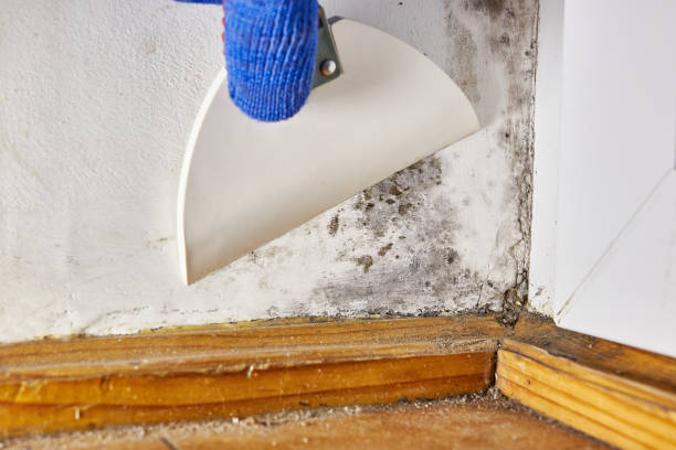 Best Mold Remediation for Vacation Homes  in Andover, KS